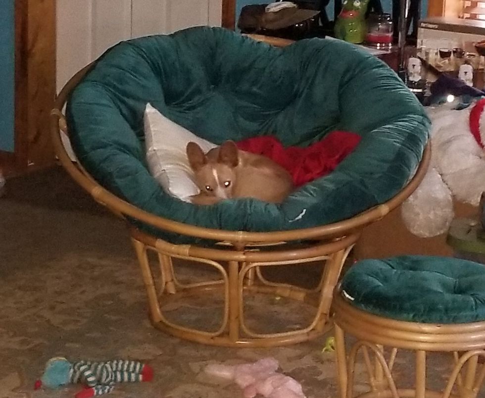 The Struggles Of Finding A Place To Live With Pets