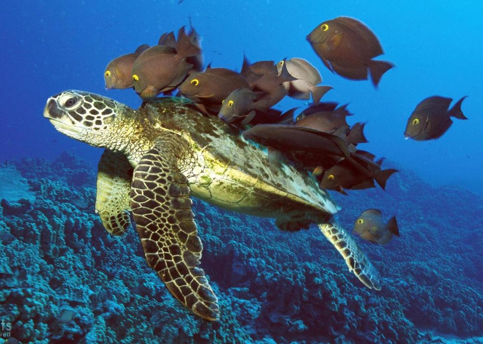 The Evolution of Human Cooperation