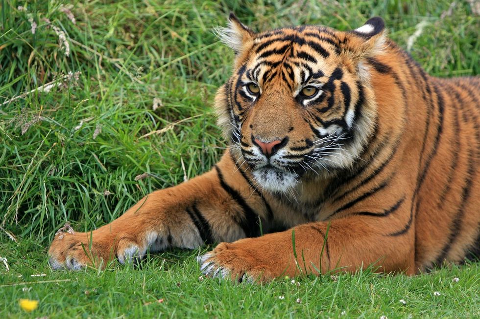 5 Things That Happen When Your Pet Tiger Suddenly Goes Berserk And Starts Eating All The Neighborhood Dogs