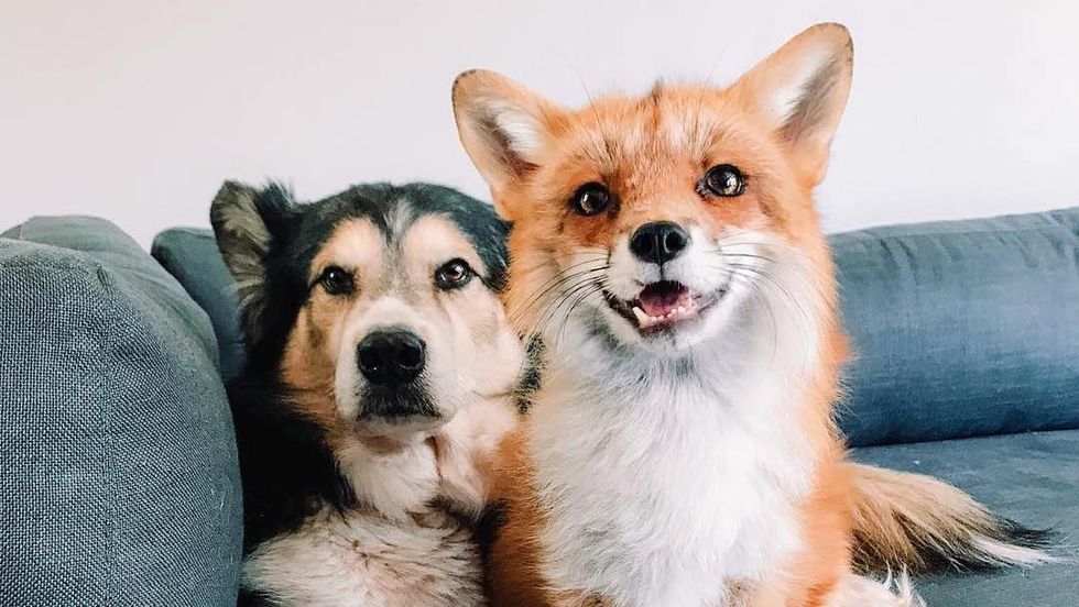 11 Amazing Animal Instagram Accounts Guaranteed To Brighten Your Day