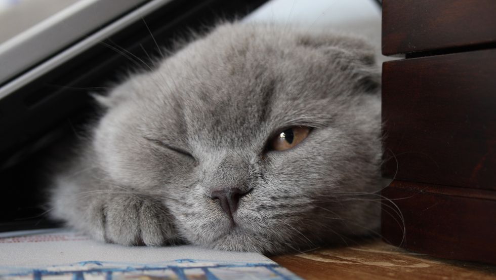 17 End-Of-The-Semester Moments As Told By Cats
