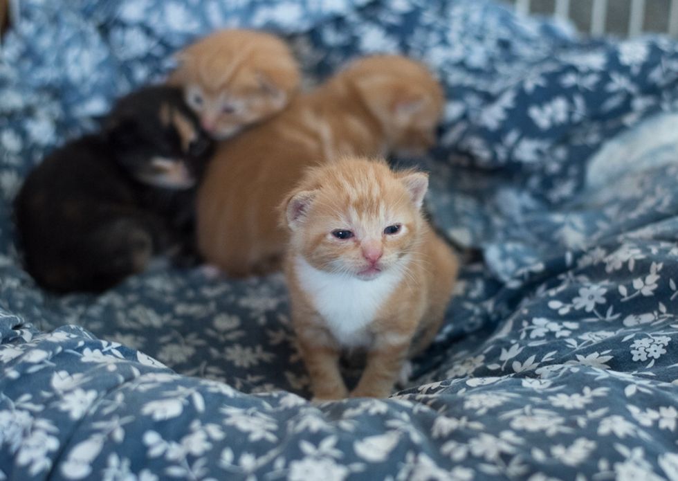 13 Pictures Of Kittens Will Either Make Your Week Or Prove You're Soulless