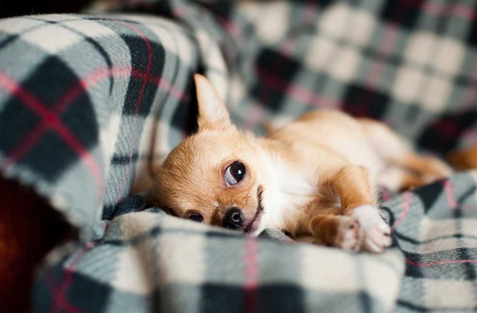 Can You Use Human Shampoo On Dogs?