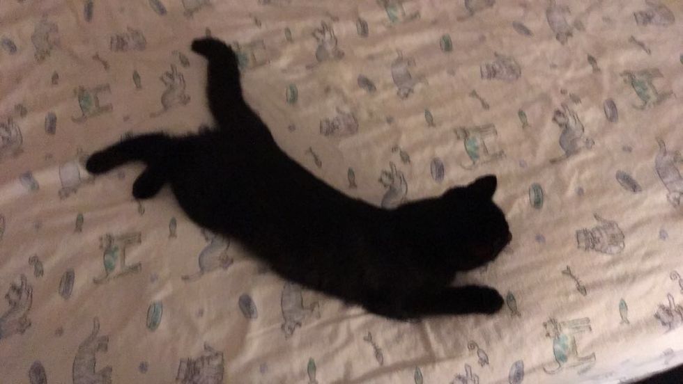 Cats Are The Superior Pet, So Don't Try To Tell Me Differently