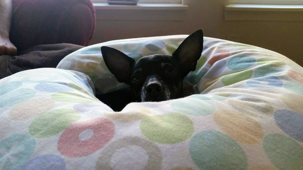 7 Reasons My Rescue Dog With A Kanye Attitude And Snoop Dogg's Face Is The Best