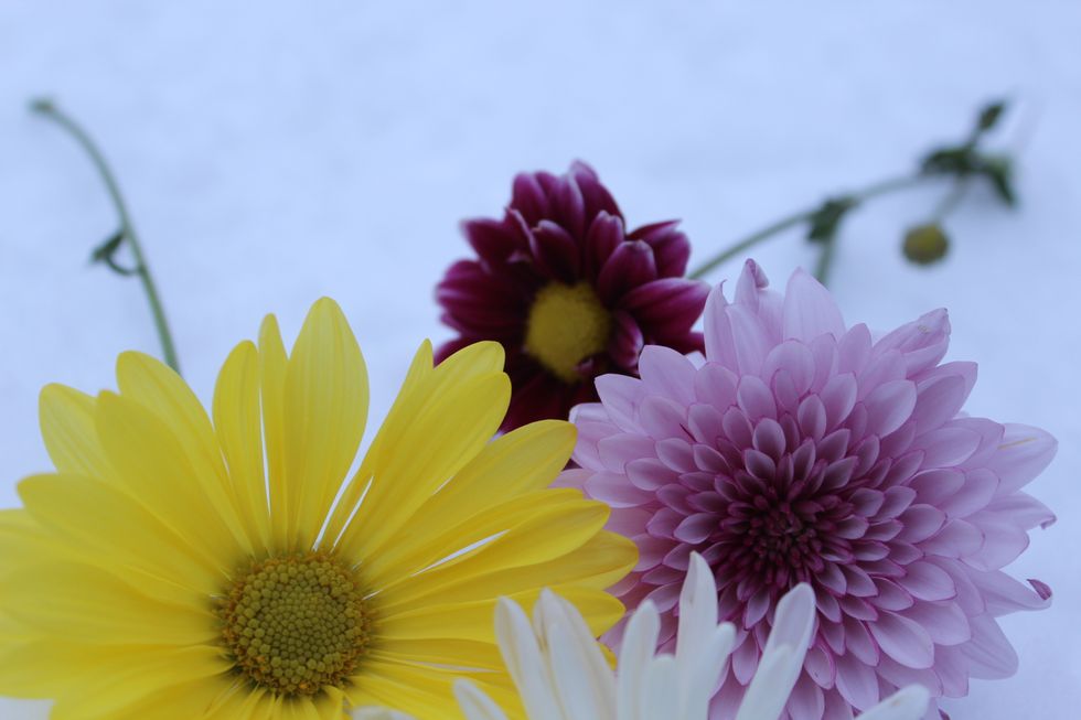 A Response To "If Majors Were Flowers"