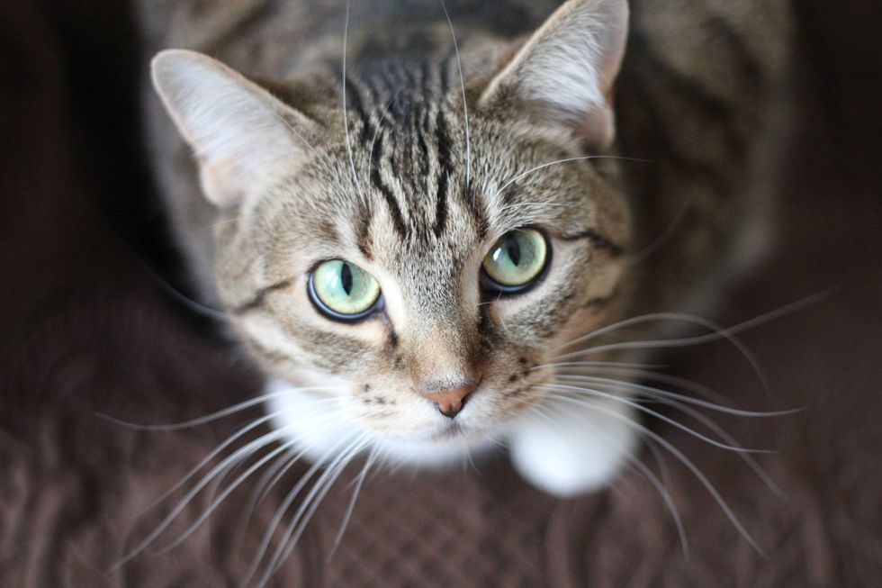 5 Great Cat Breeds You Should Know About