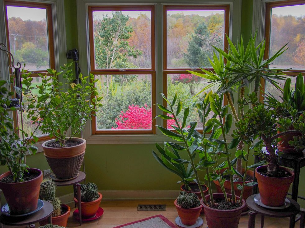 6 Great Houseplants For Beginners, Don't Worry, You CAN Keep These Alive
