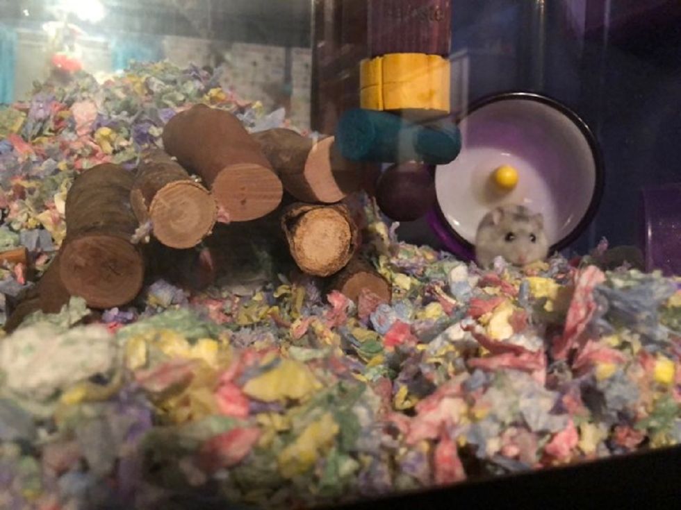 Dear Adulting, I Think I've Finally Made It Since I Just Got My First Hamster