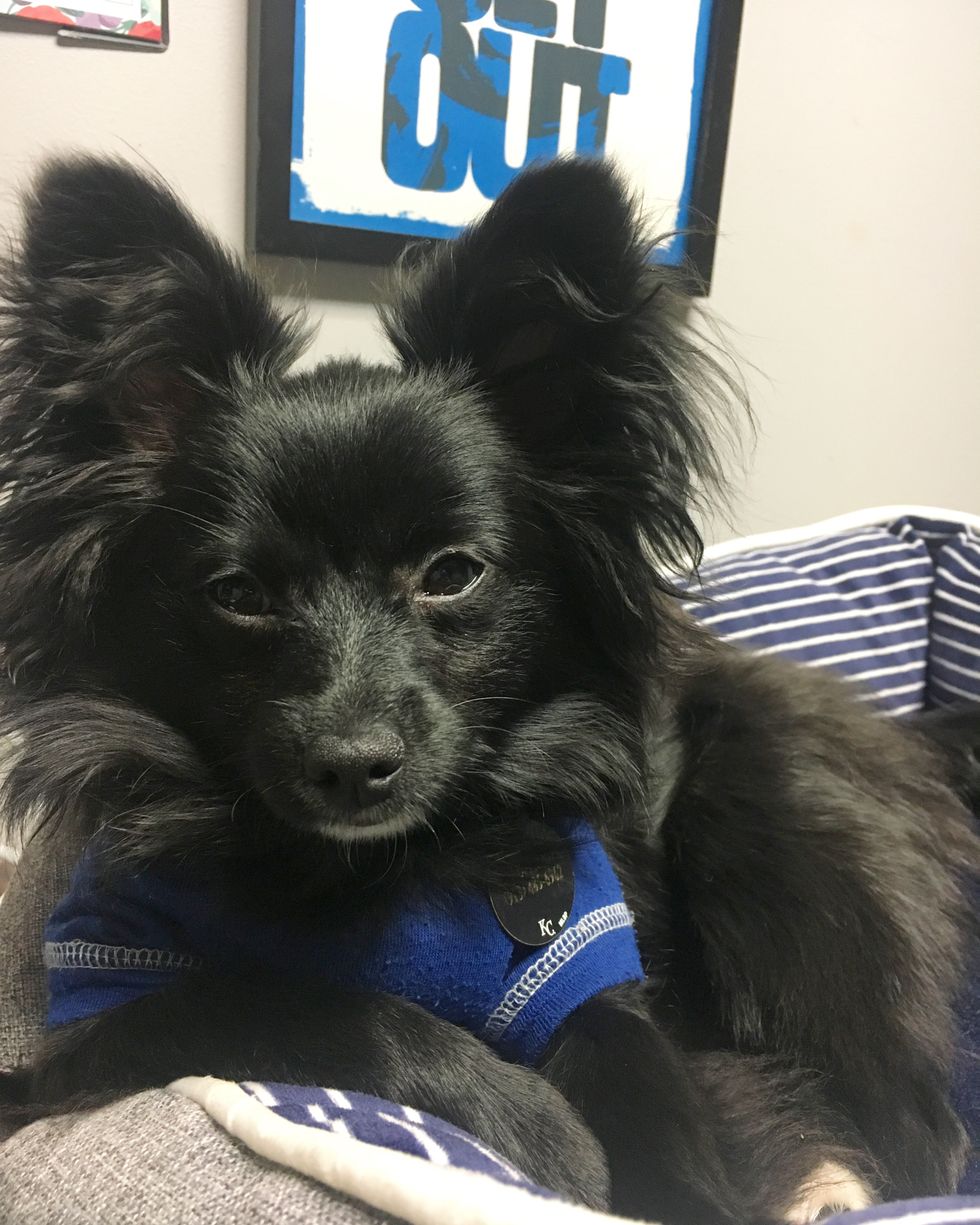 7 Reasons Having A Puppy Is Basically The Same As Raising A Toddler