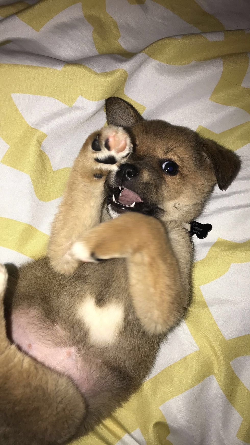Stop And Look At These 15 Baby Animal Pictures Because It's Just What We Need On Mondays