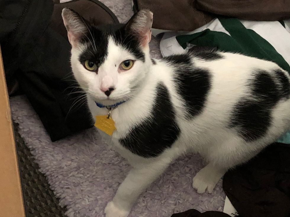 A Thank You To My Emotional Support Animal