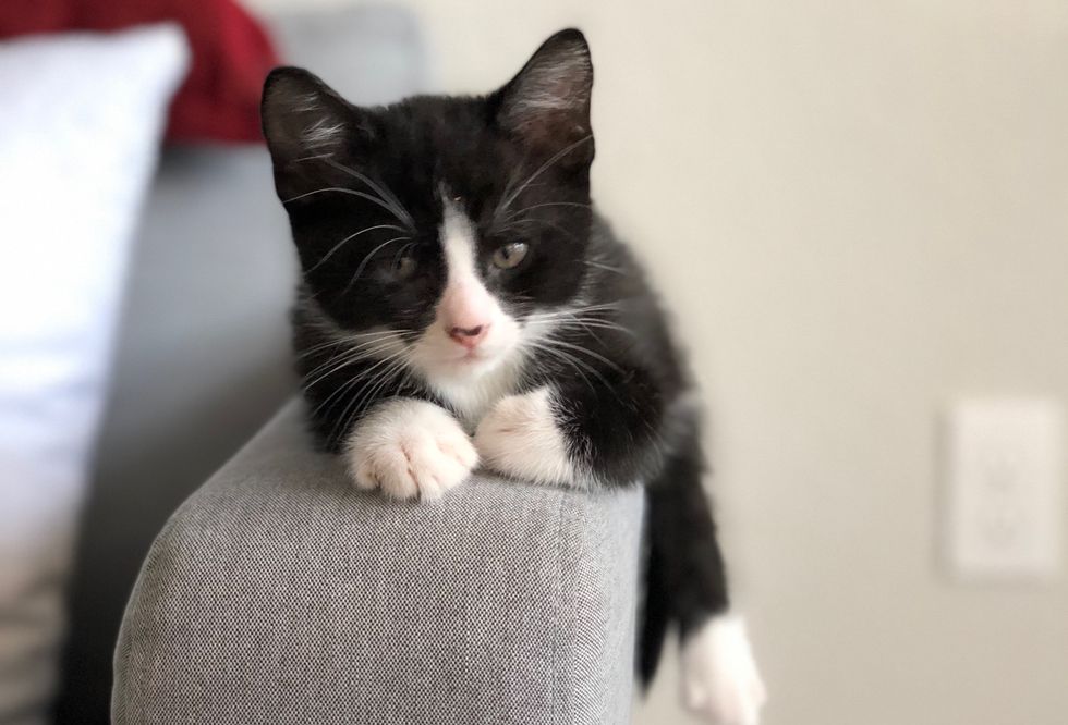 6 Reasons Why You Should Adopt A Cat Immediately