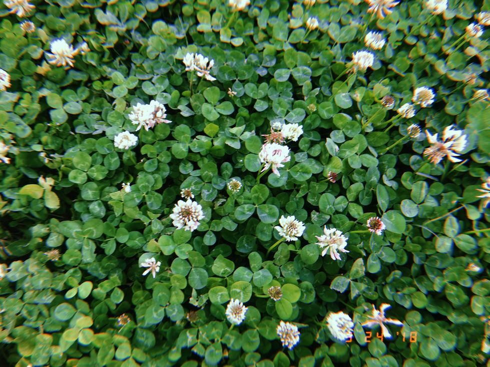 5 Things To Do And Reasons To Celebrate Earth Day