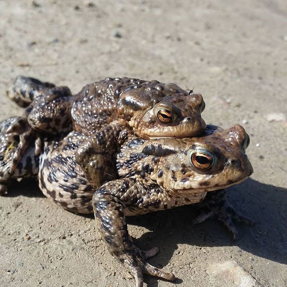 “Monster” Toads Invade Queensland, New South Wales