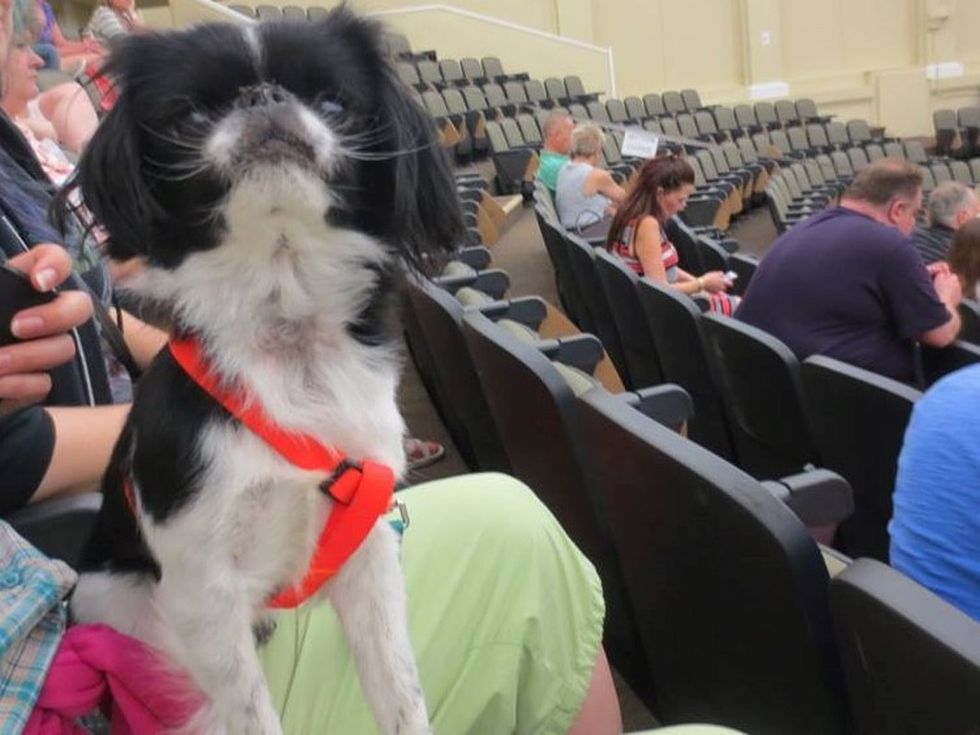 5 Things You Need To Know About Having An Emotional Support Animal