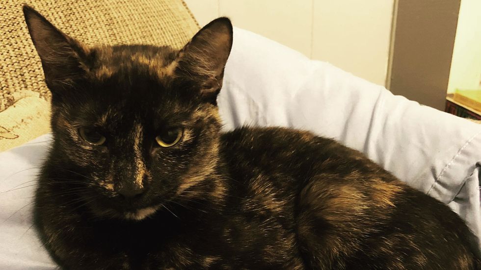 11 Purr-Fectly Important Life Lessons I Learned From My Cat