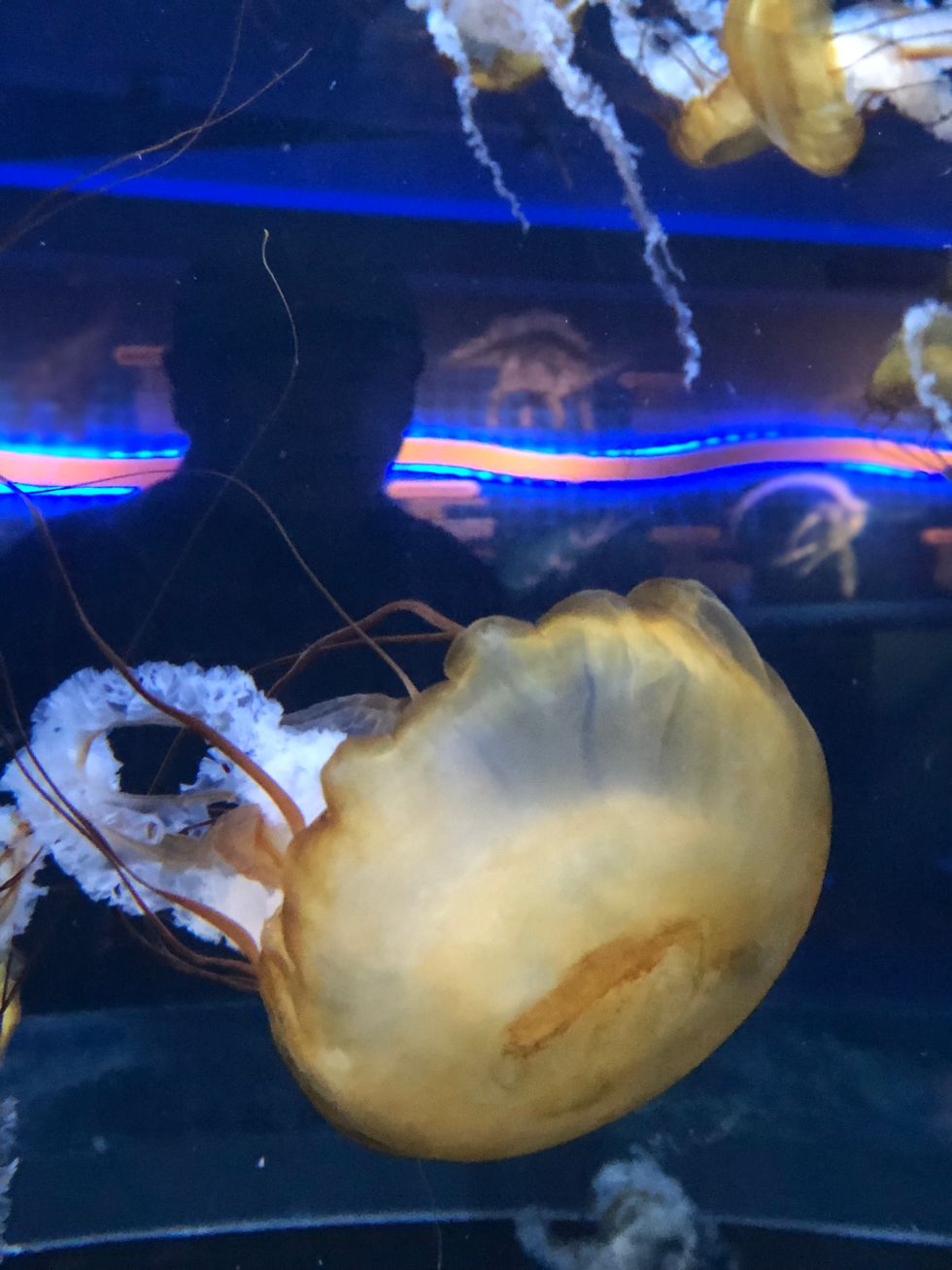 Ciara Jolie Whitney's Two years