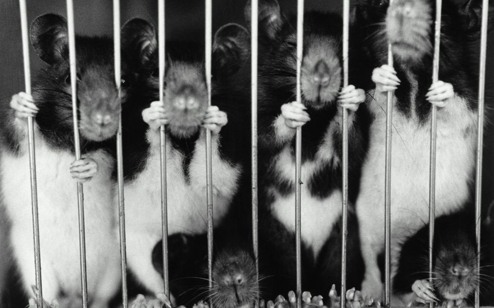 It's 2018, Let's End The Animal Testing Once And For All