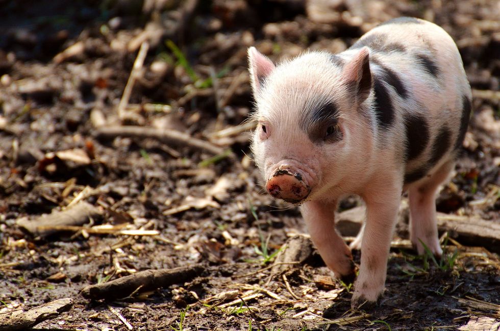 Mini Pigs Are In, And I Need One Right Now In A Major Way
