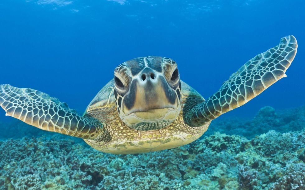 Humans, Stop Driving Our Sea Turtles Towards Extinction