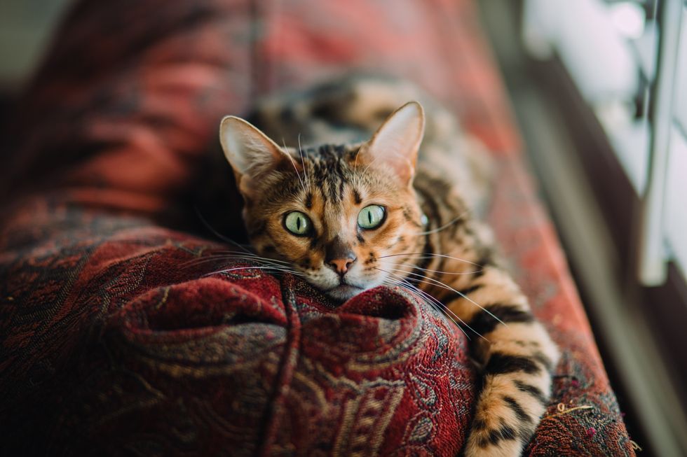 5 Cat Breeds With 5 Different Personalities