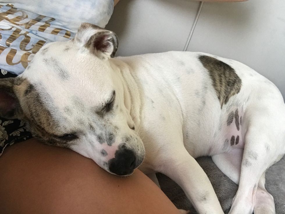 To The Rescue Dog Who Rescued Me