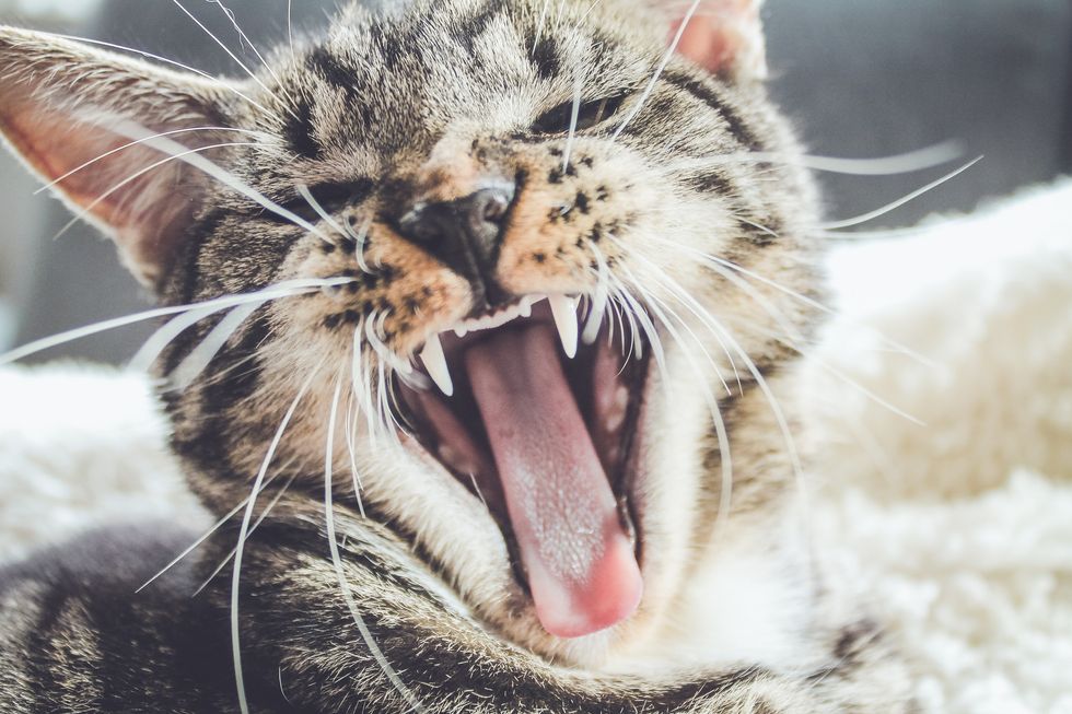 The Zodiac Signs If They Were Cat Breeds