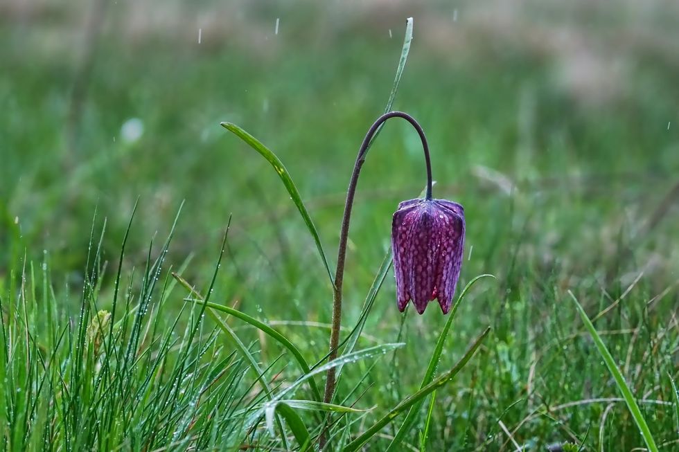 On The Wasteful Sprinkler System At Fairfield University
