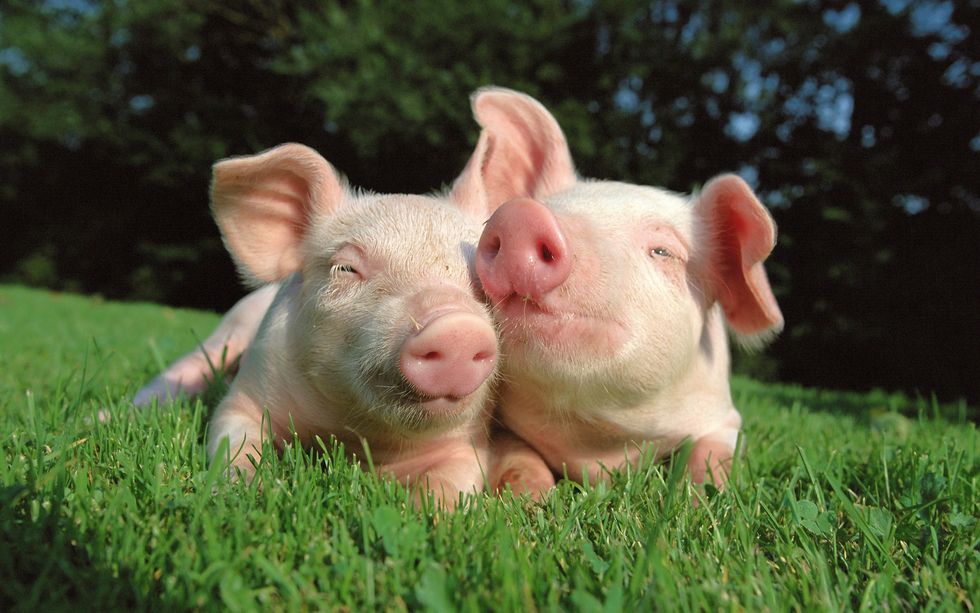 Pigs Can Be Friends, Not Just Food