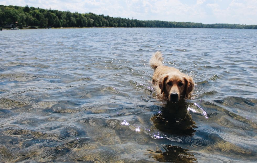 You Might Be Killing Your Pet, Even If It's Out Of Love