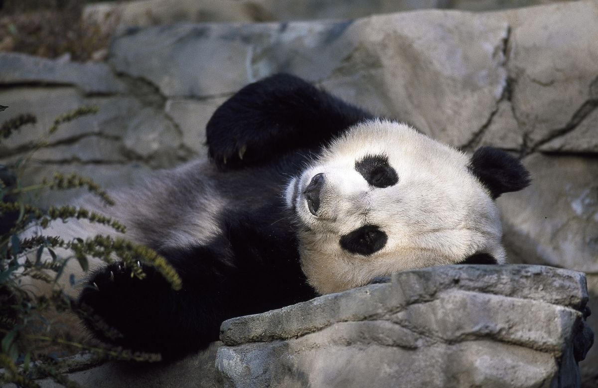 Panda Facts That Might Surprise You