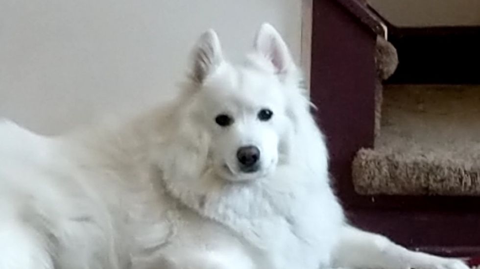 7 Reasons You Know You Need A Samoyed Dog, Only After You Own One
