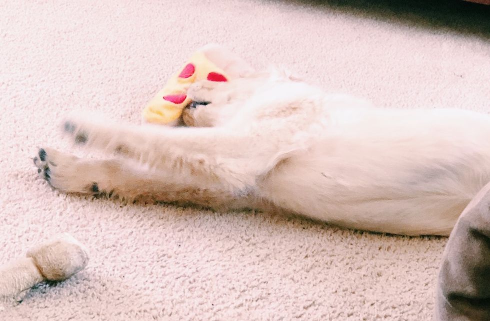 If College Majors Were Dogs