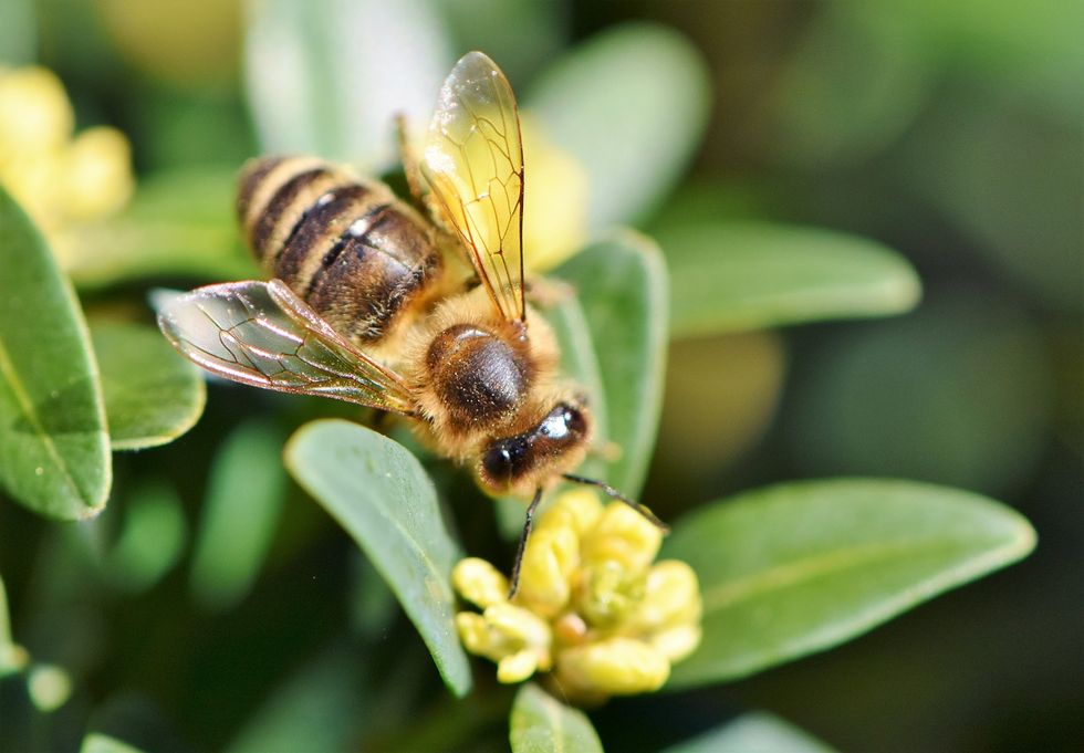 We May Be Frightened By Them, But We Need To Save The Bees