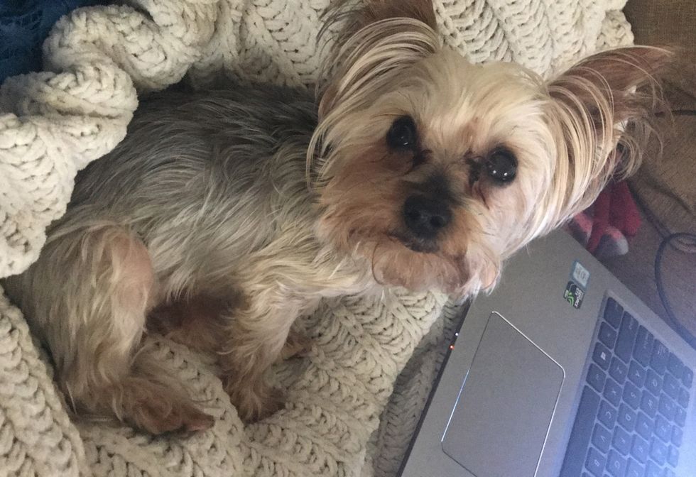 Yes, My Dog Is A Member Of My Family, Too