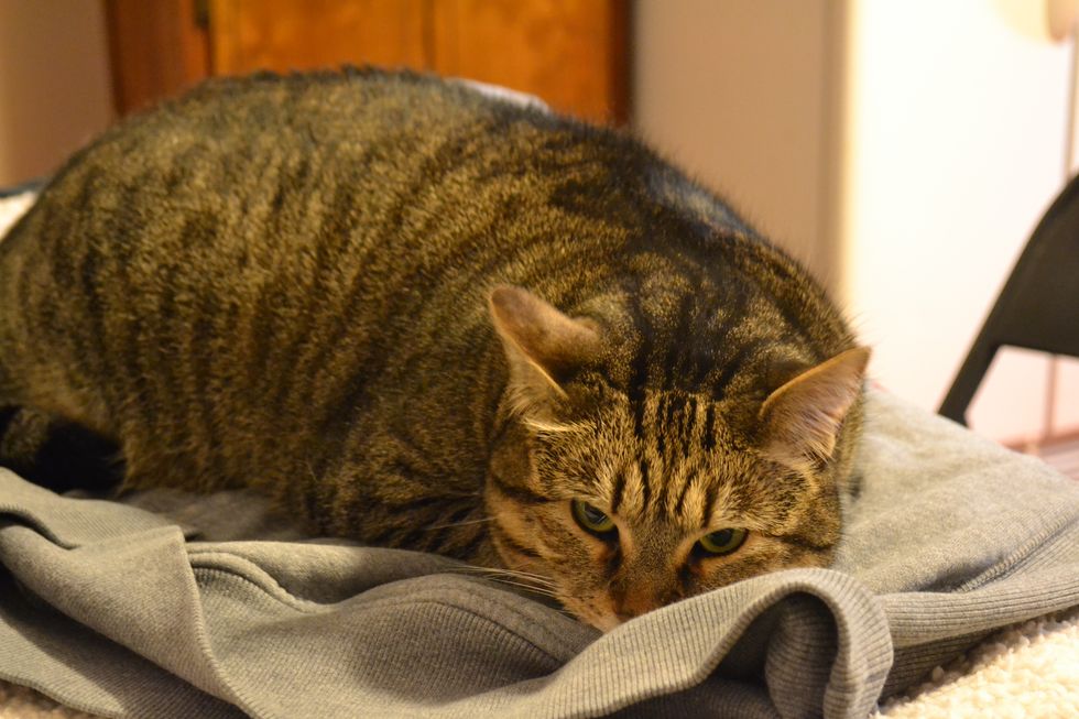 If You're Not Volunteering At An Animal Shelter Already, You Should Be