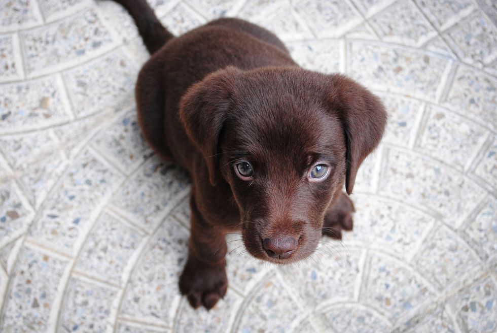 Calling All Animal Lovers, You Have Got To Start Following Adorable Animals On Instagram