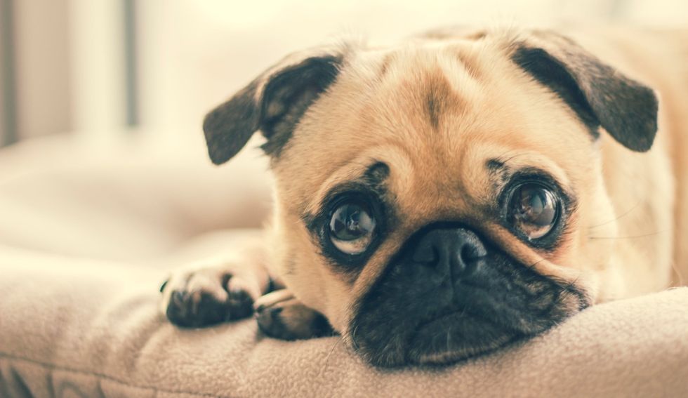 10 Puppy Gifs To Get You Through The End Of The Semester