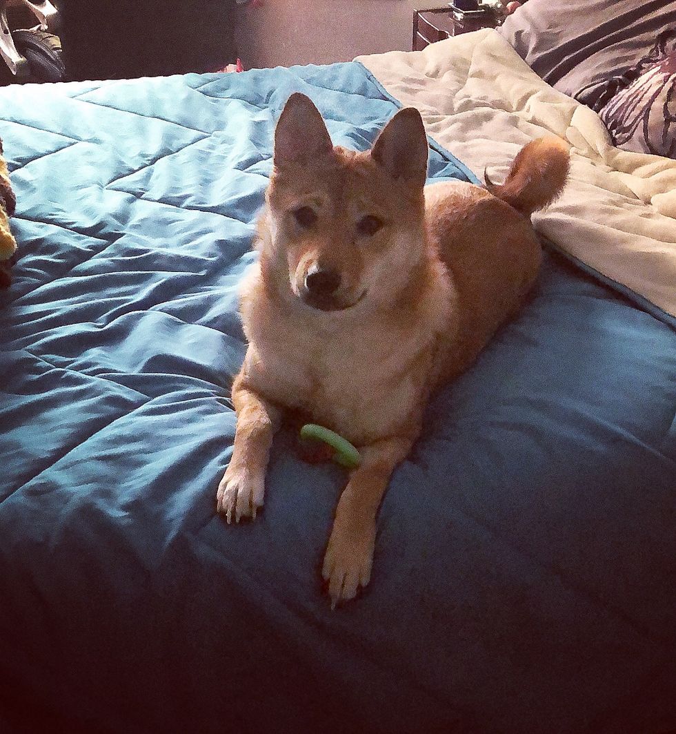 What Is The Reality Of Owning A Dog?