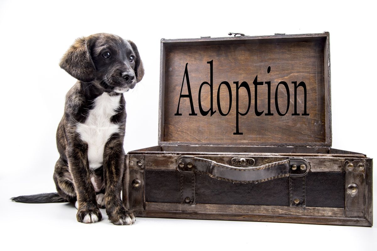 "Adoption" Isn't Just Animals from Shelters