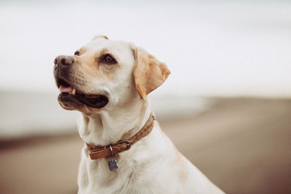 14 Reasons Why Dogs Are FAR Superior Than Any Other Pet