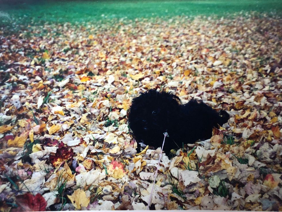 To The Pup I Wish I Could Hold One More Time