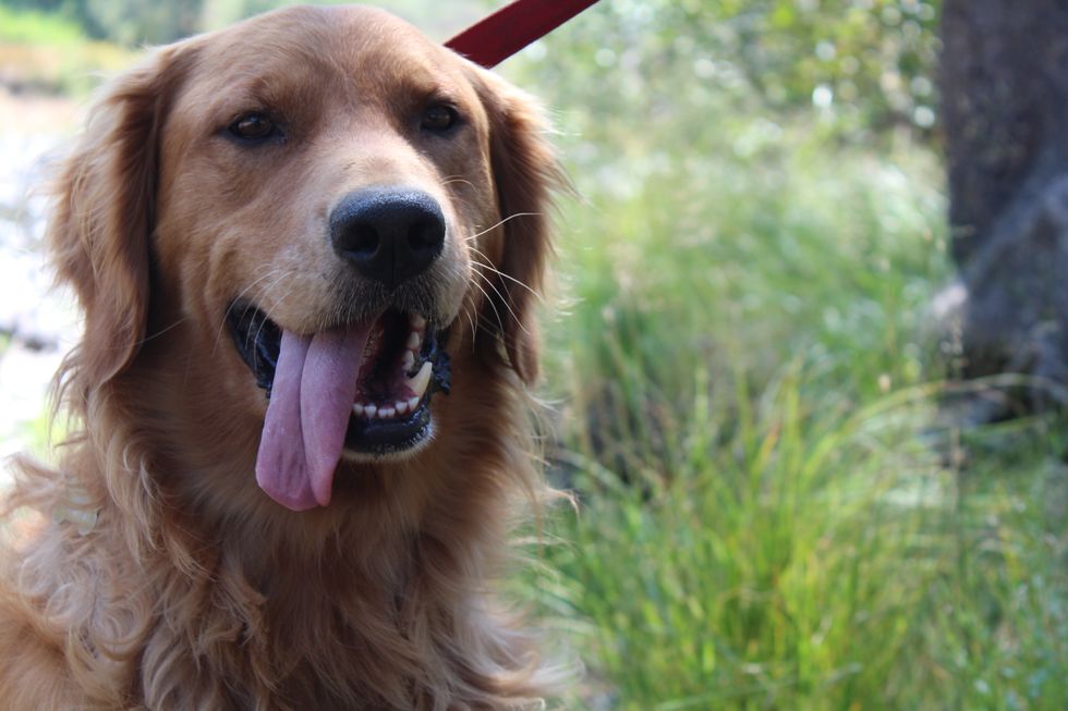 5 Reasons Dogs Rule, And All Other Pets Drool