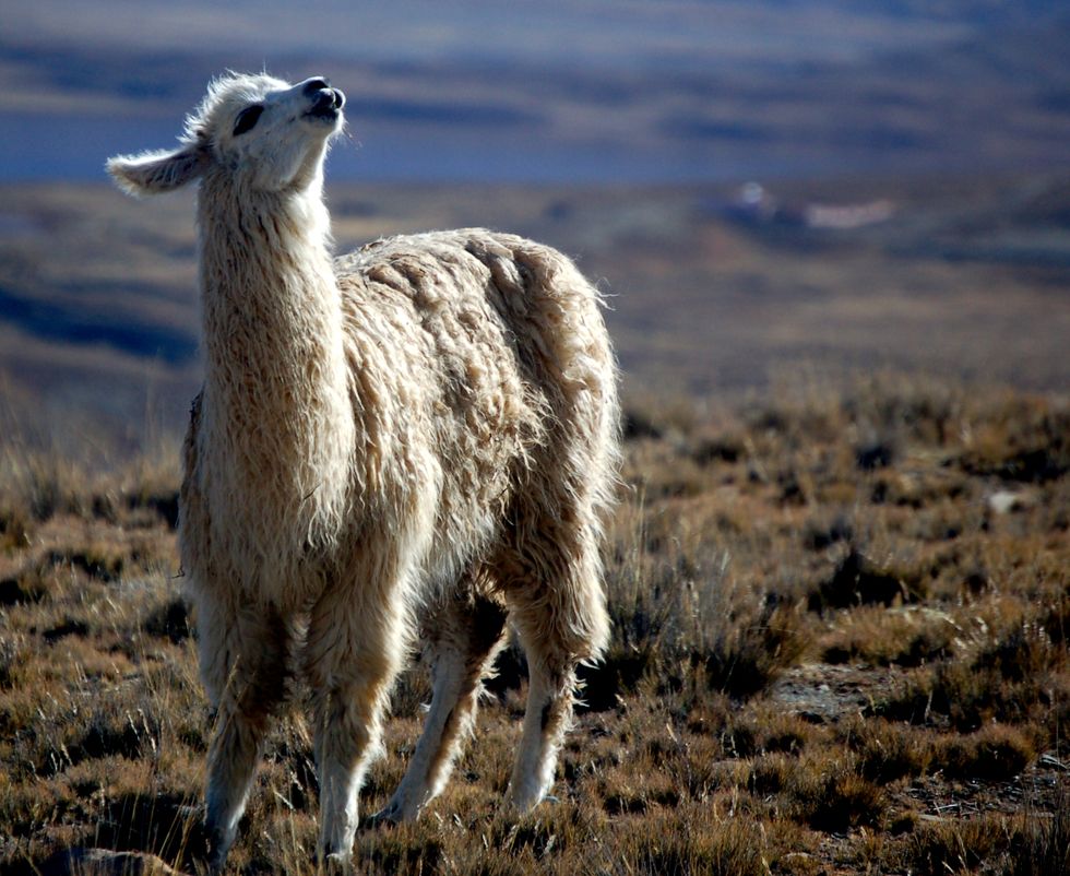 12 Llamas That Are Actually College Students