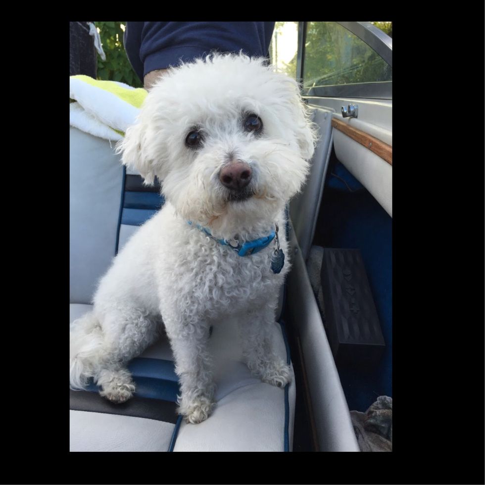 8 Reasons Why Humans Do Not Deserve Dogs