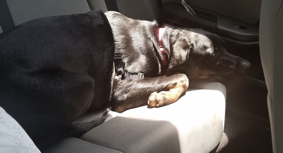 Dogs Are Smarter Than We Give Them Credit For