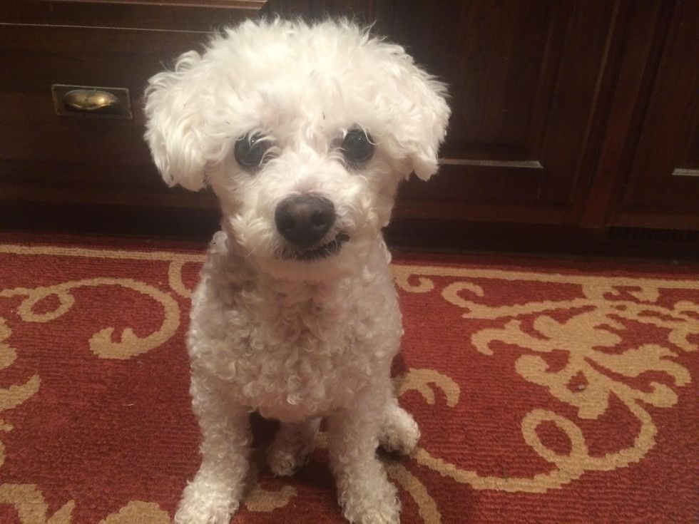 9 Tell TAIL Signs You’re A Proud Dog Mom