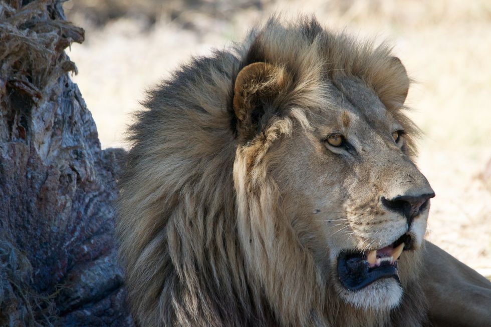 4 Things You Should Know About The African Lion