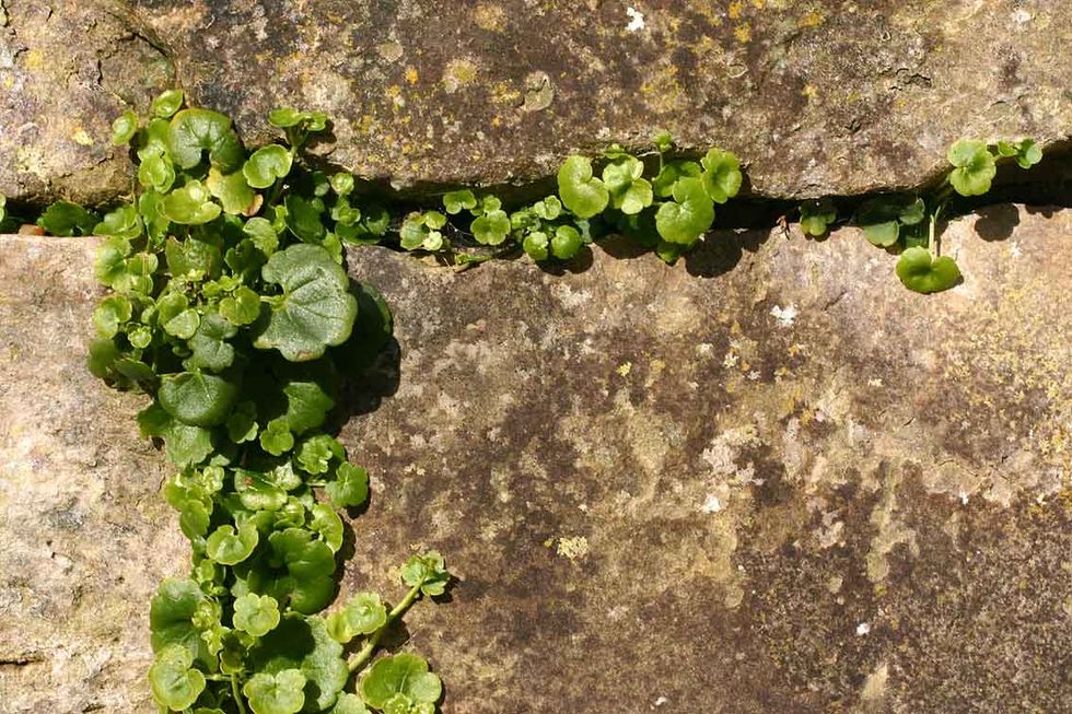 How To Survive When It Doesn't Seem Possible